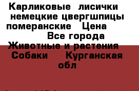 Карликовые “лисички“  немецкие цвергшпицы/померанские › Цена ­ 35 000 - Все города Животные и растения » Собаки   . Курганская обл.